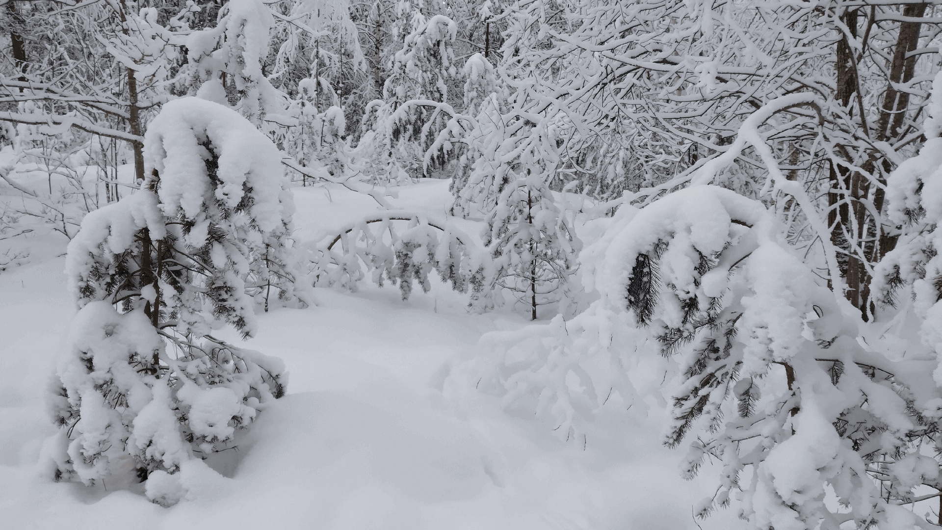 Lumekoristus ja jääpurikate eemaldus telli meilt!